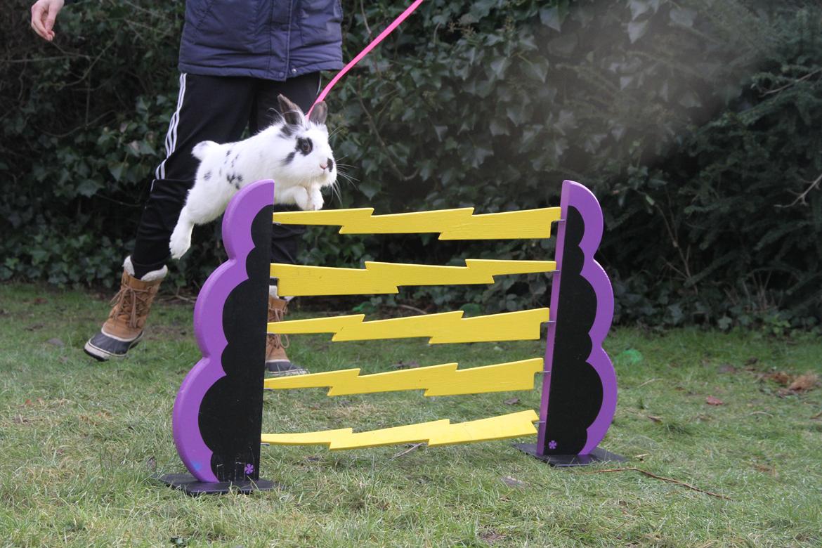 Kanin Jokers Malibue billede 3