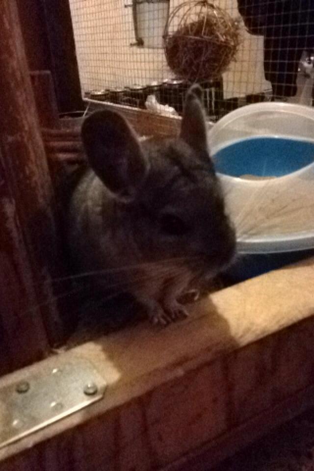 Chinchilla Mulle billede 6