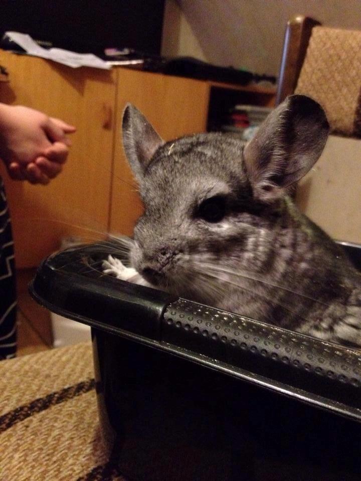 Chinchilla Mulle billede 3