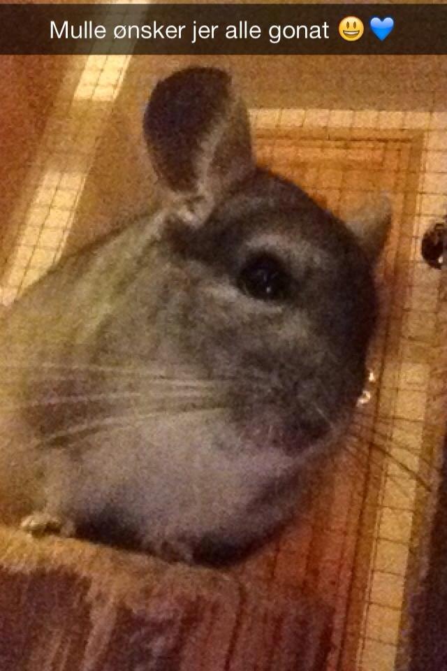 Chinchilla Mulle billede 7