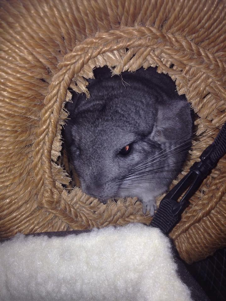 Chinchilla Mulle billede 5