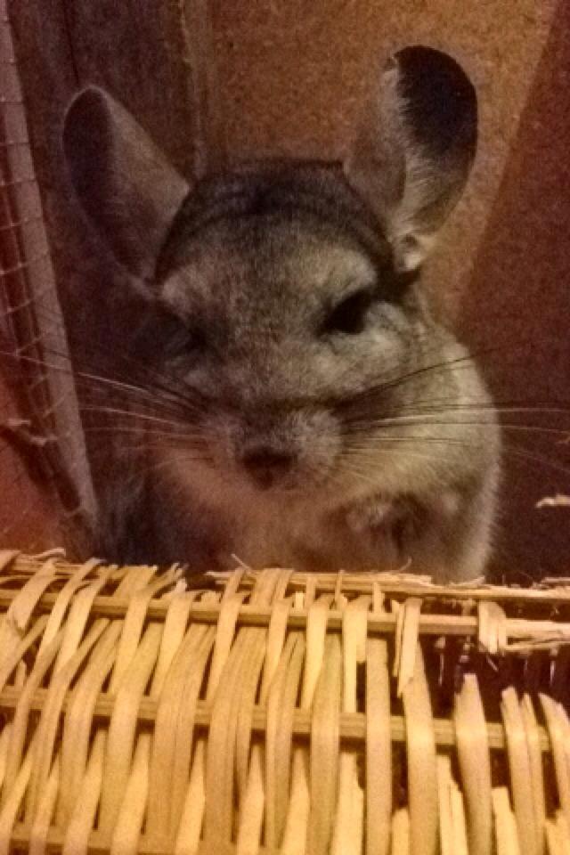 Chinchilla Mulle billede 8