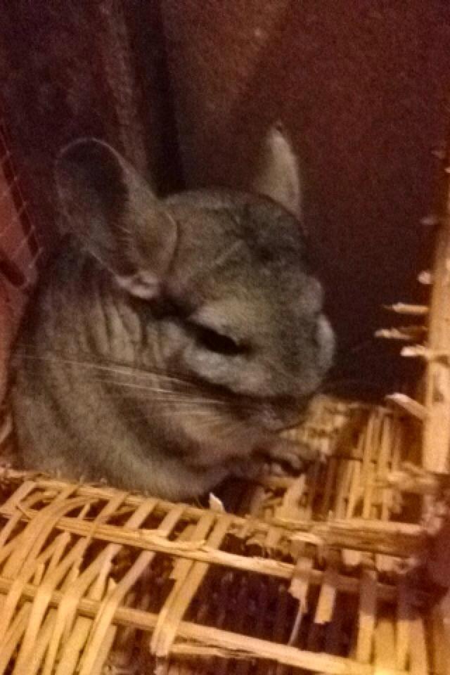 Chinchilla Mulle billede 4