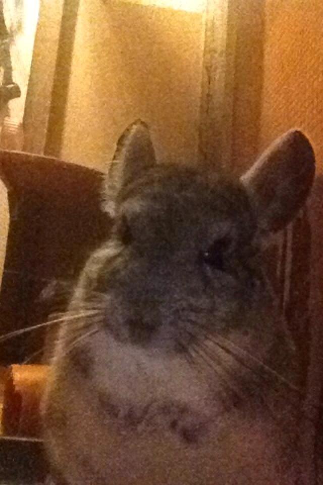 Chinchilla Mulle billede 9