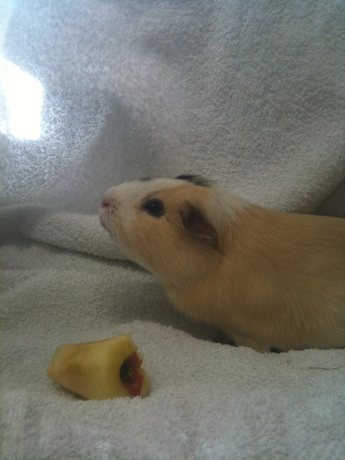 Marsvin Fimmer billede 4