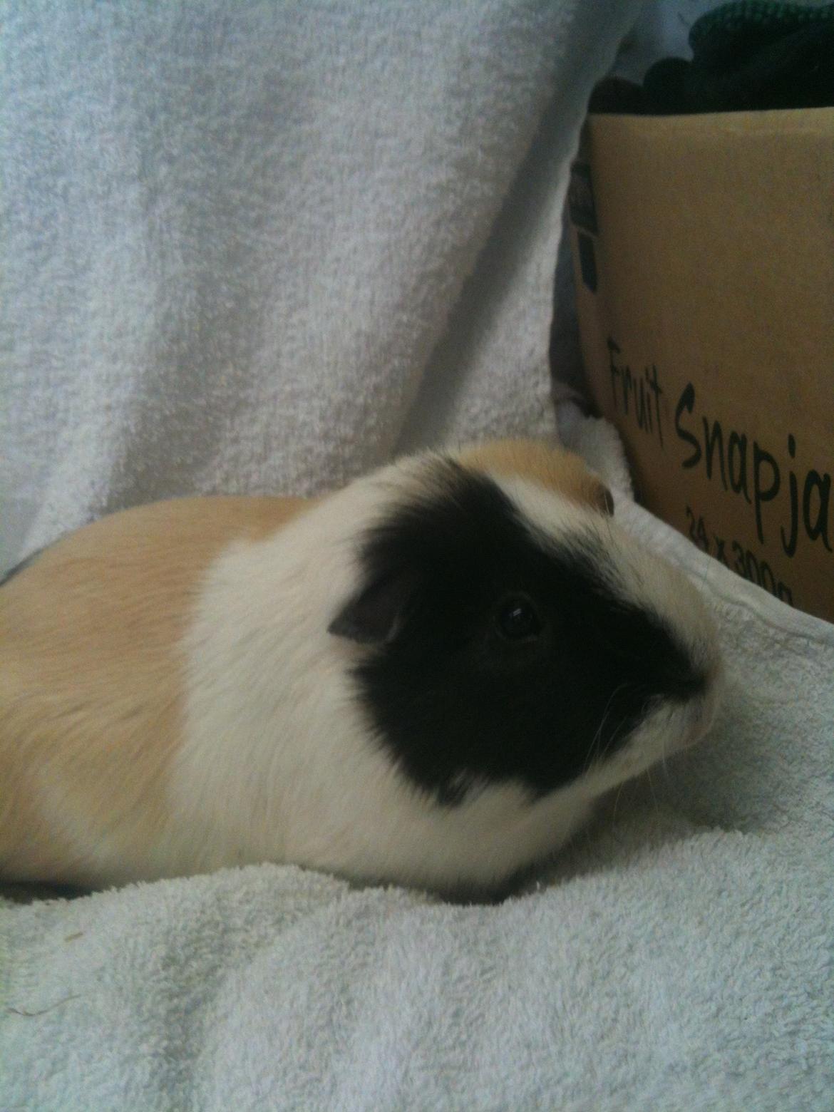 Marsvin Fimmer billede 5