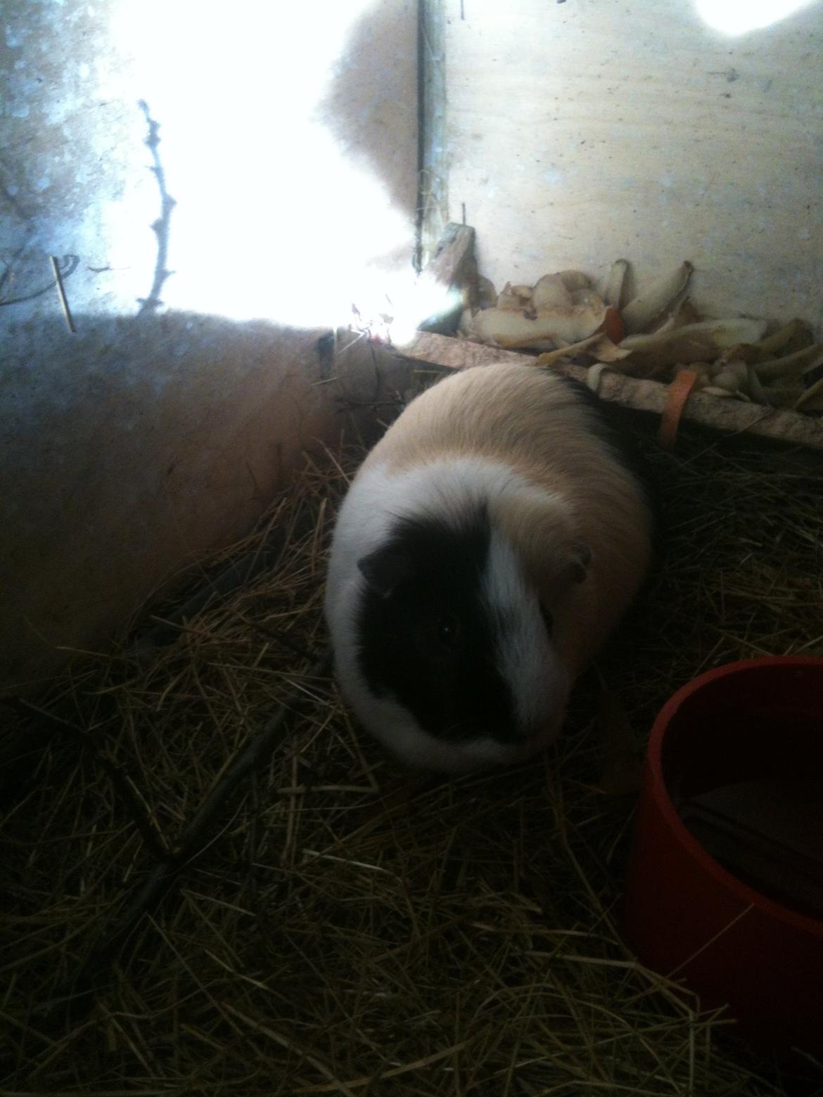 Marsvin Fimmer billede 6