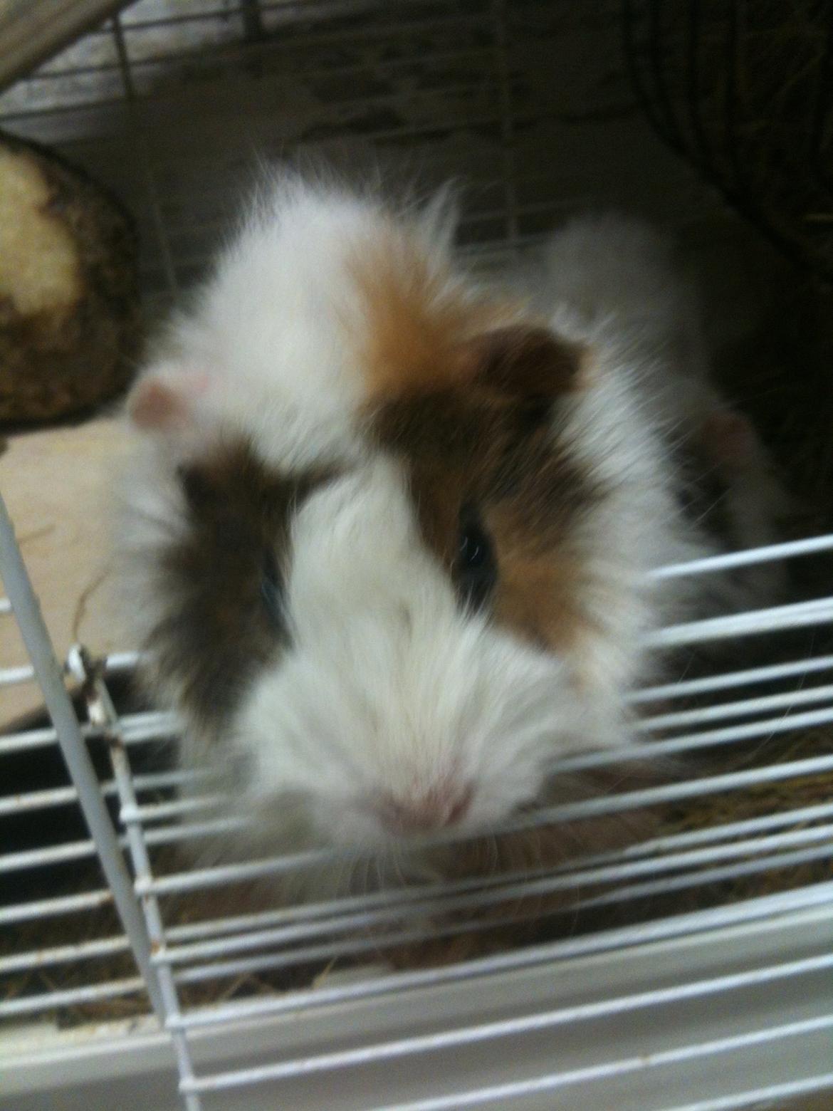 Marsvin Marie billede 9