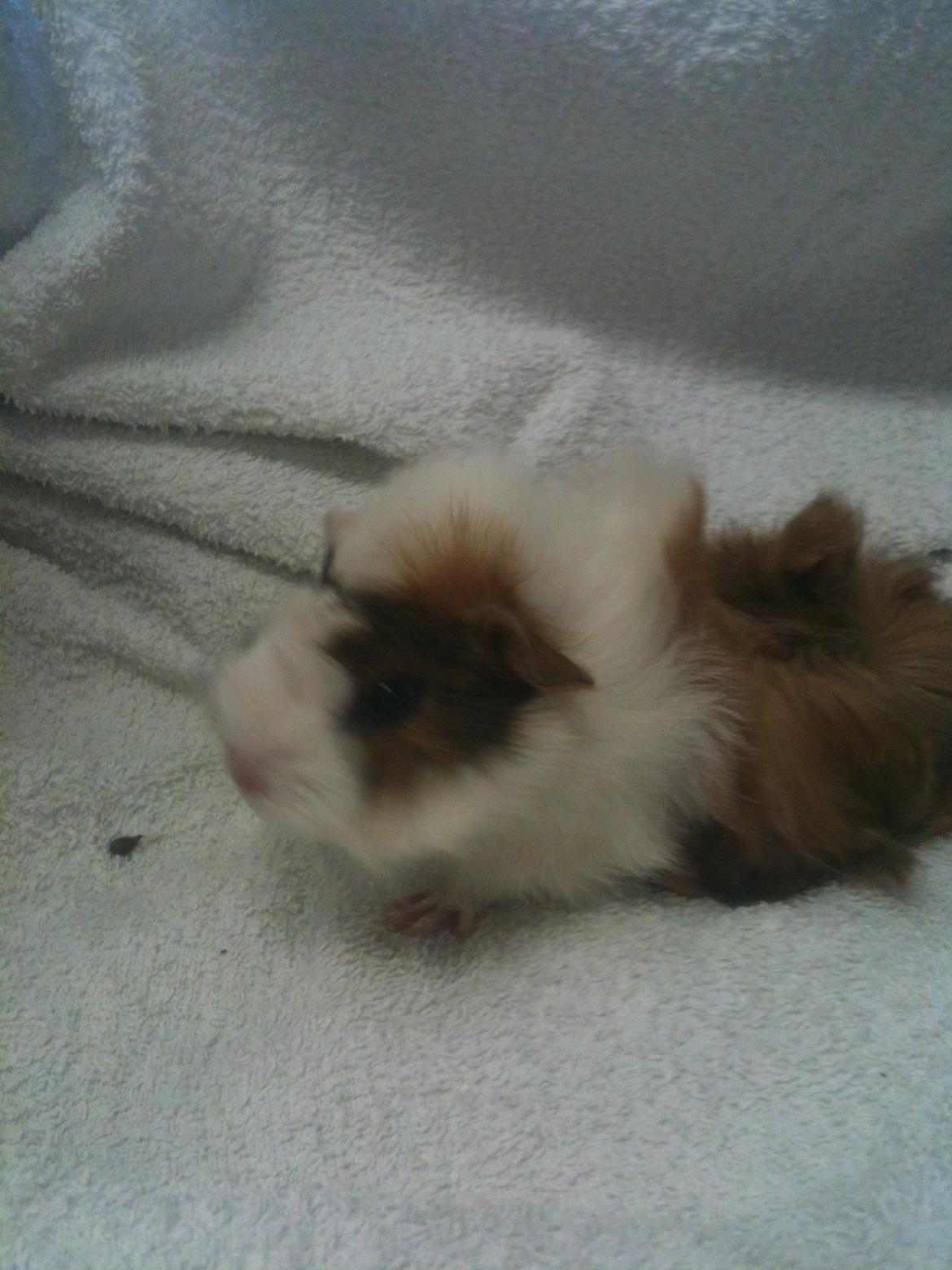 Marsvin Marie billede 11