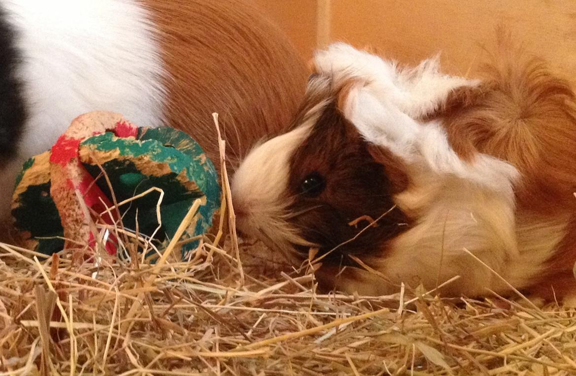 Marsvin | Mynte billede 2