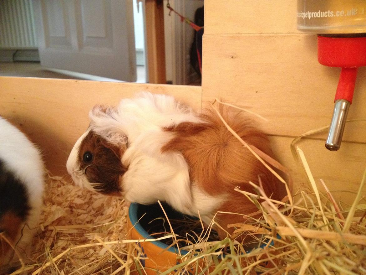 Marsvin | Mynte billede 3