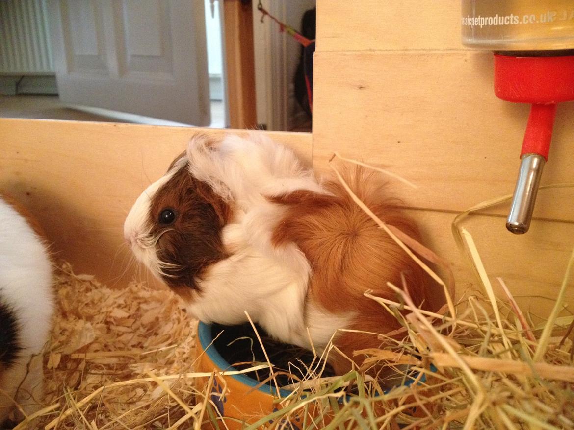 Marsvin | Mynte billede 4