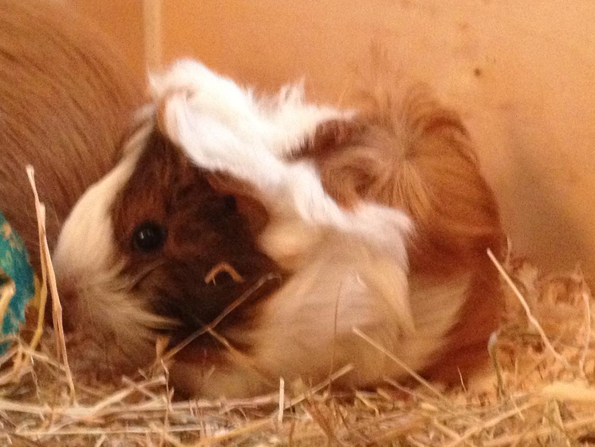 Marsvin | Mynte billede 5