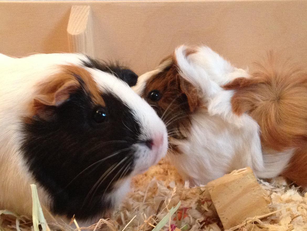 Marsvin | Mynte billede 6