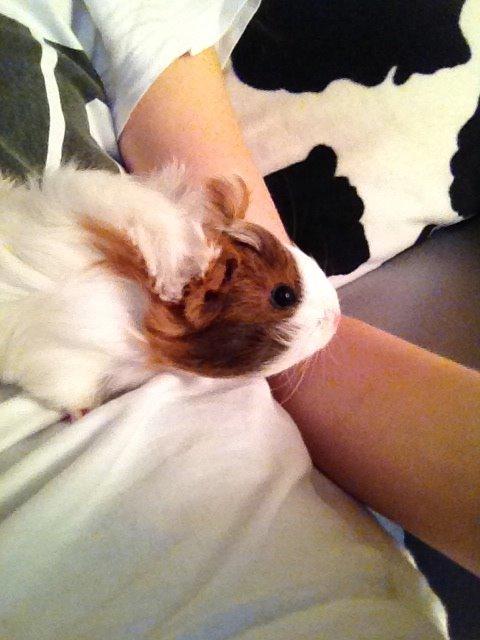 Marsvin | Mynte billede 7