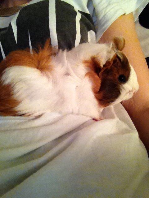 Marsvin | Mynte billede 8