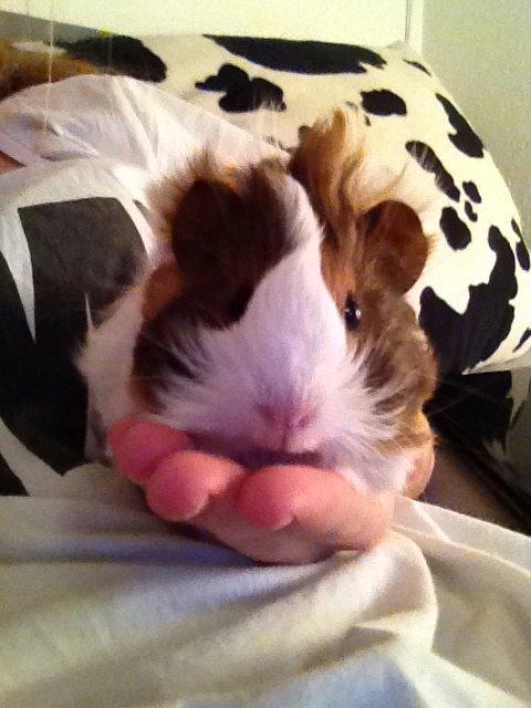 Marsvin | Mynte billede 9