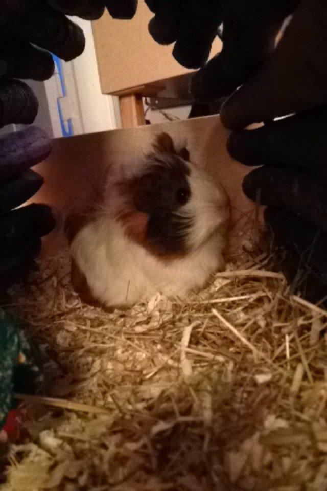 Marsvin | Mynte billede 11