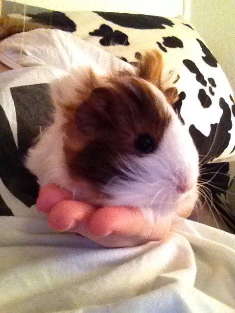 Marsvin | Mynte billede 10