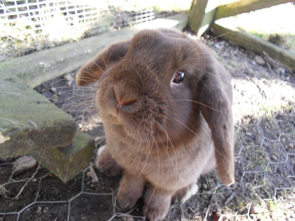 Kanin Lillelunds Chicago (Chico) billede 1