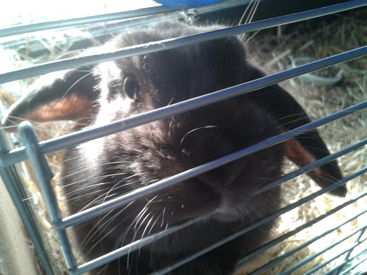 Kanin Lillelunds Chicago (Chico) billede 2