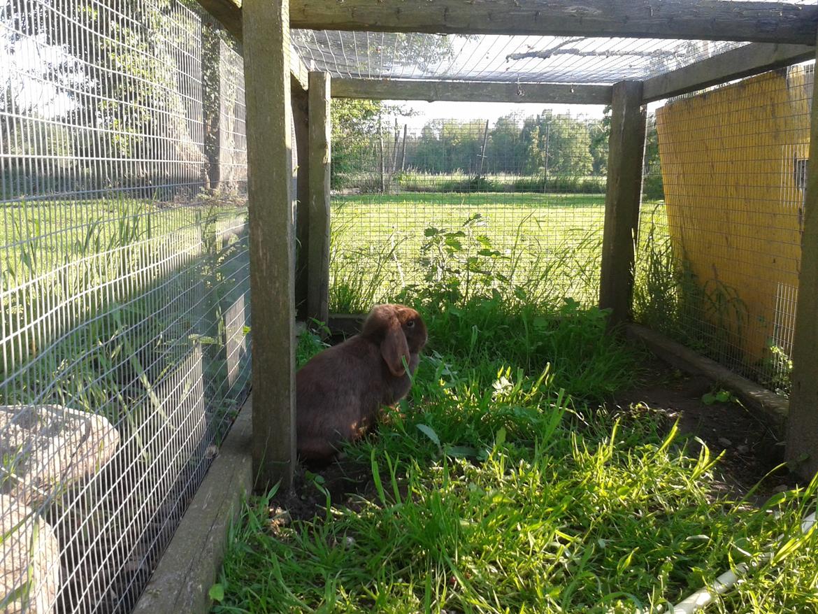 Kanin Lillelunds Chicago (Chico) billede 3