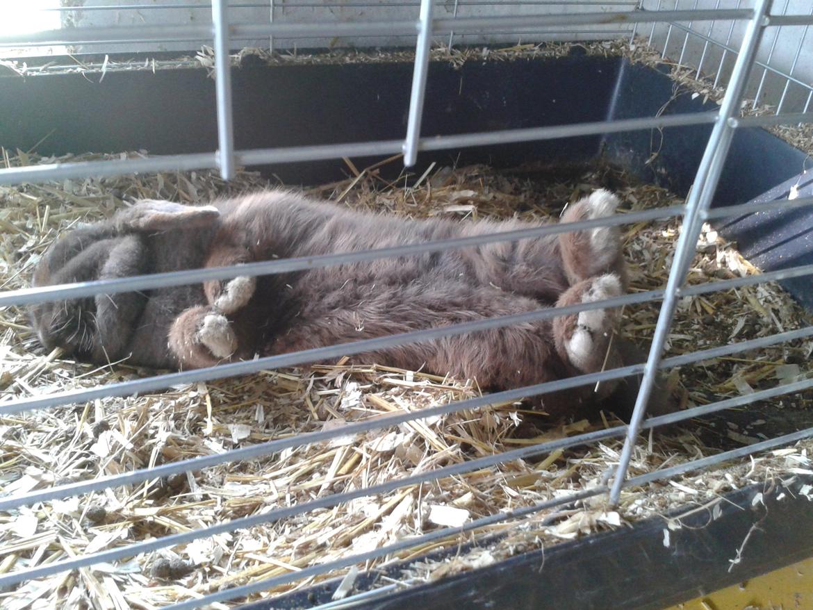 Kanin Lillelunds Chicago (Chico) billede 4