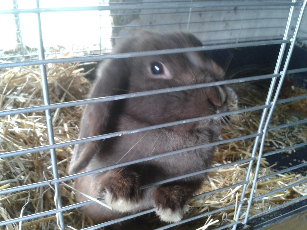 Kanin Lillelunds Chicago (Chico) billede 5