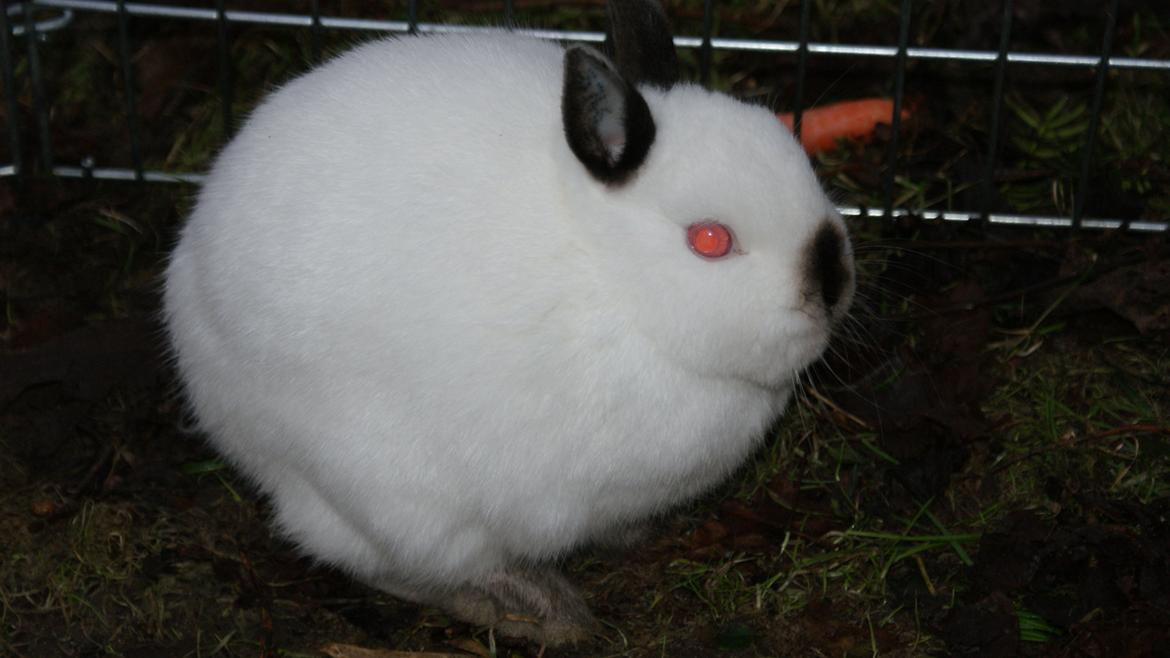 Kanin Hermelin Donna billede 11