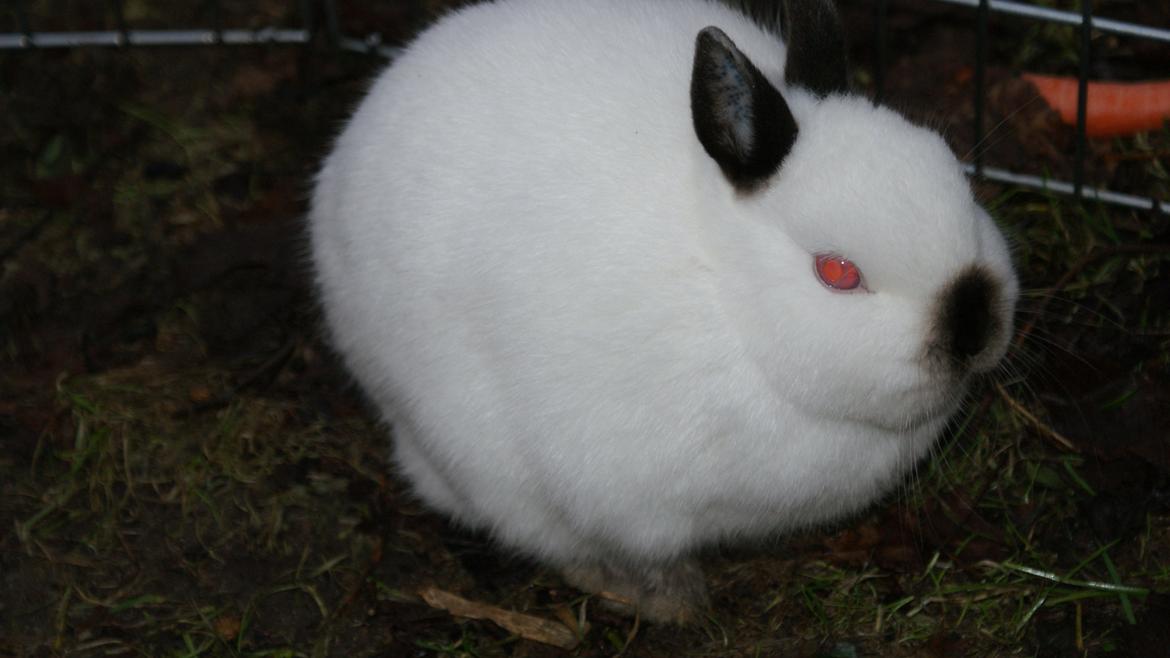 Kanin Hermelin Donna billede 1