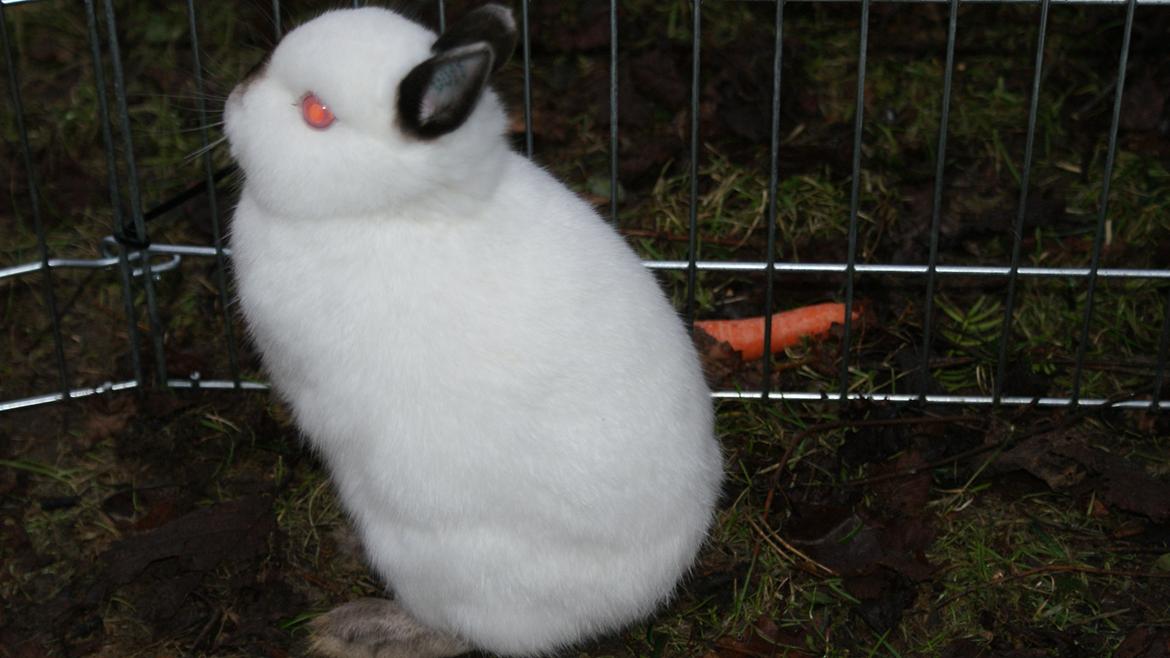 Kanin Hermelin Donna billede 13