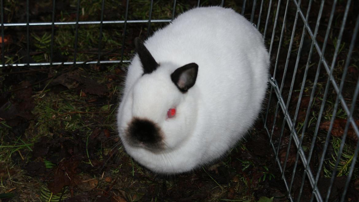 Kanin Hermelin Rulle Kugle Ulla (Yasmin) billede 1
