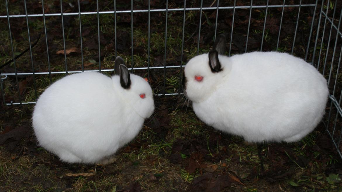Kanin Hermelin Rulle Kugle Ulla (Yasmin) billede 2