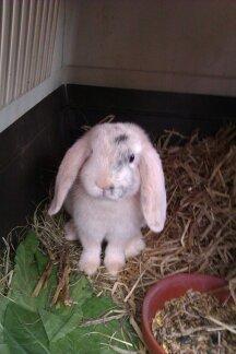 Kanin kato billede 1