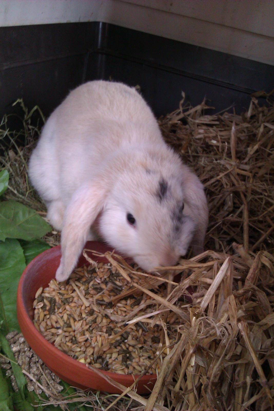 Kanin kato billede 2