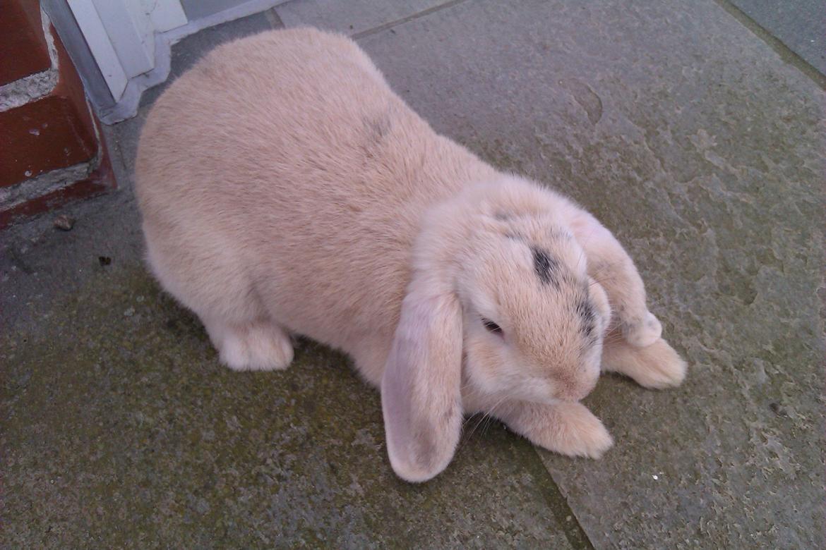 Kanin kato billede 4