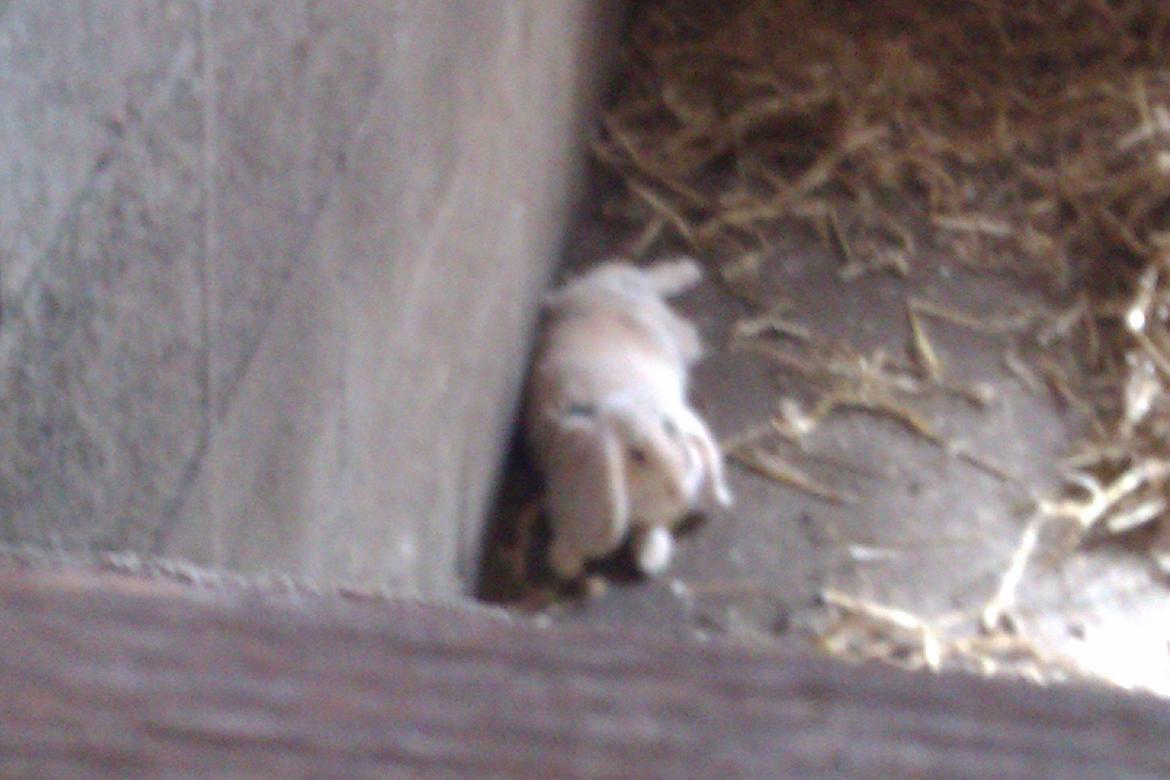 Kanin kato billede 5