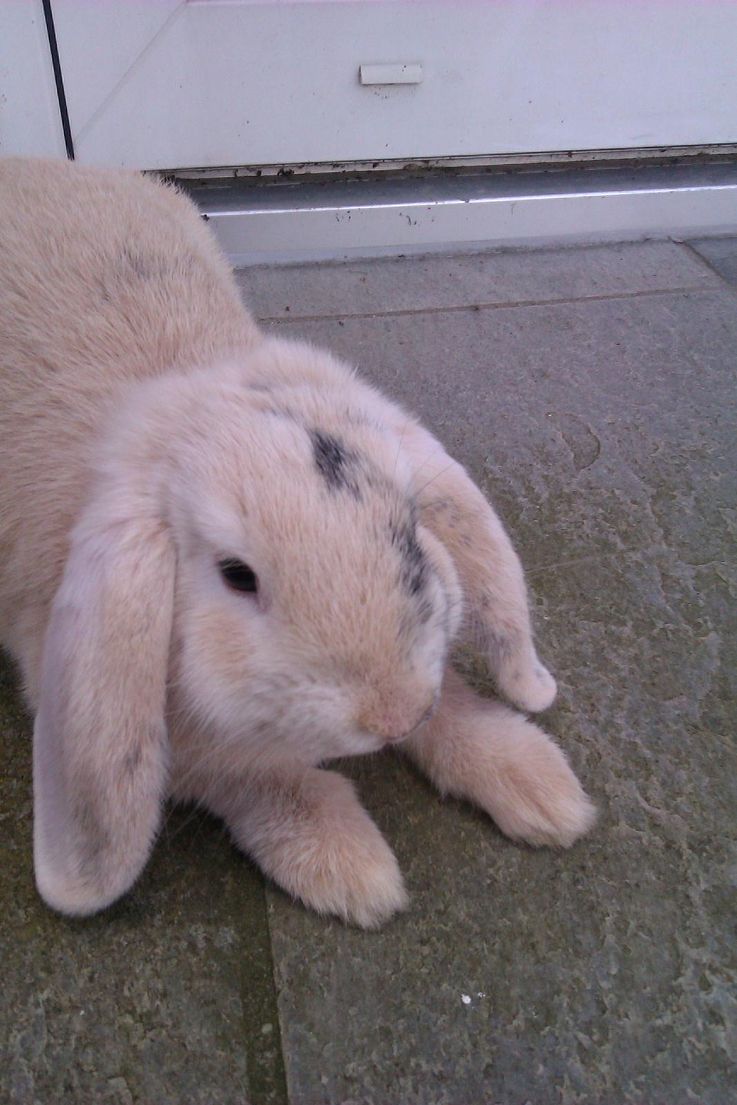 Kanin kato billede 8