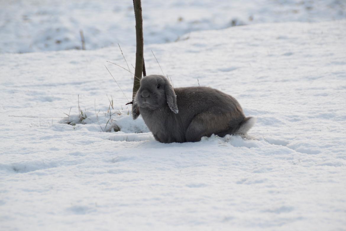 Kanin Rosas Costa Del Sol *R.I.P* billede 3