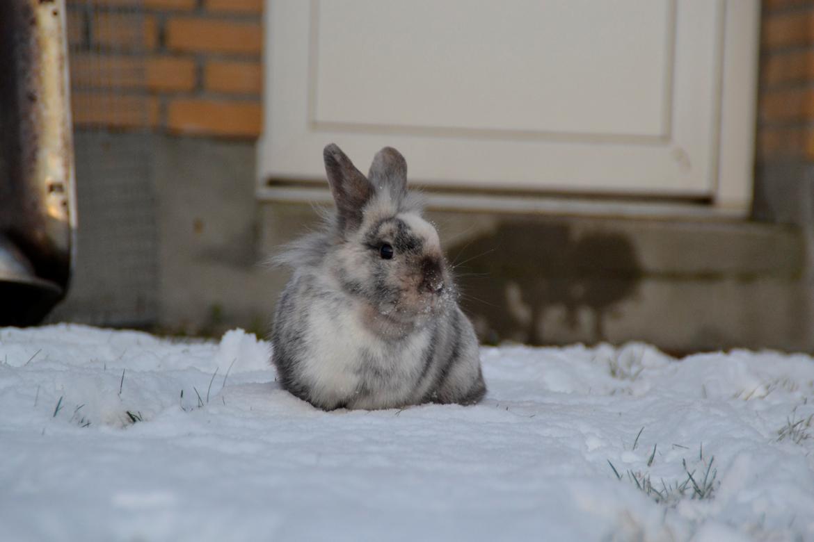 Kanin Fyldbinggaards Cupcake *Solgt* billede 2