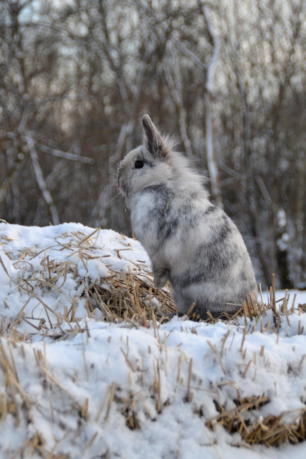 Kanin Fyldbinggaards Cupcake *Solgt* billede 6