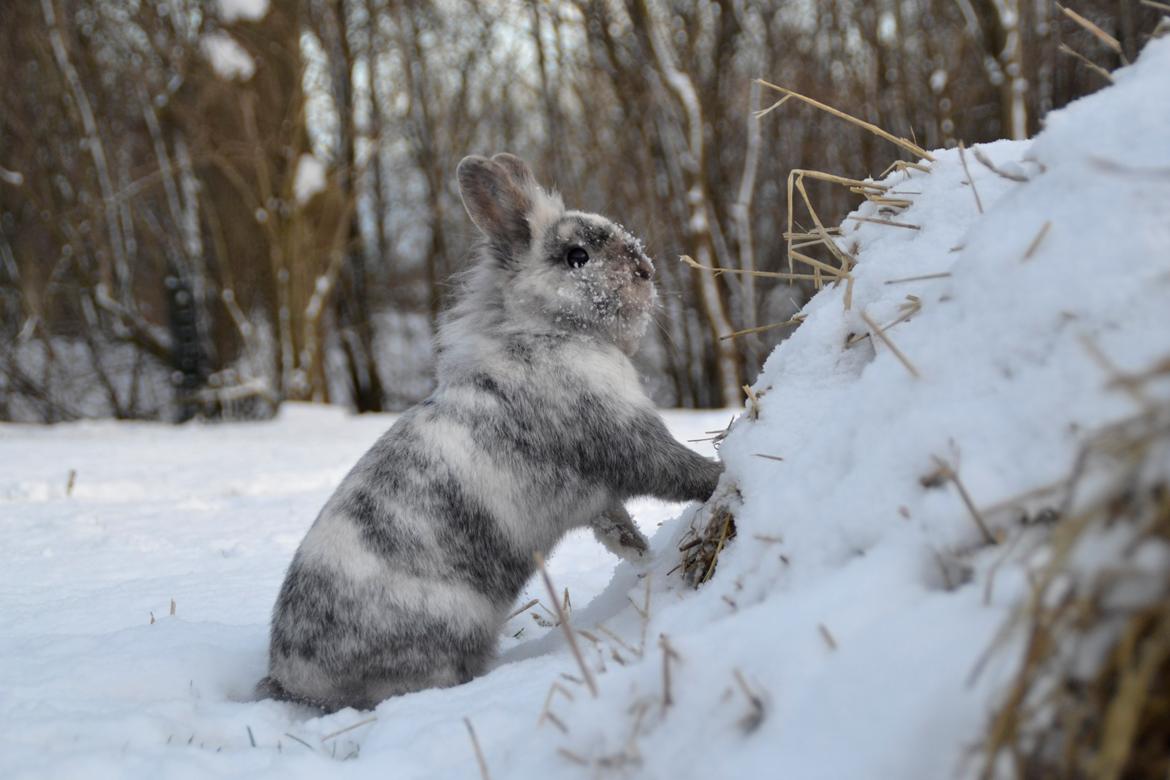 Kanin Fyldbinggaards Cupcake *Solgt* billede 4