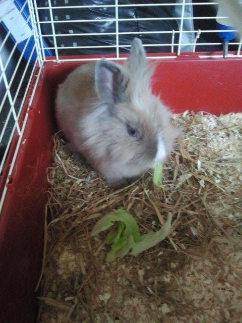 Kanin Prinsesse Candy billede 7