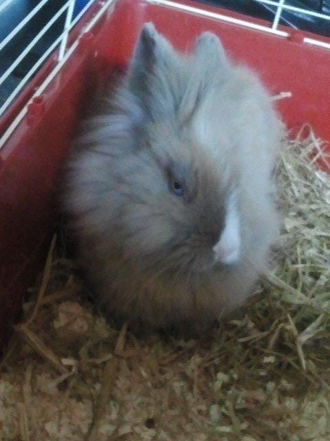 Kanin Prinsesse Candy billede 11