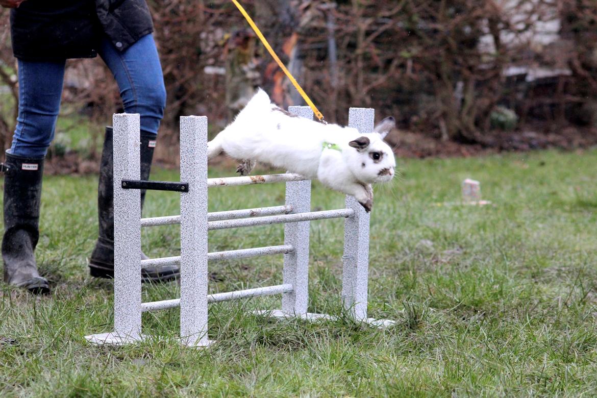 Kanin Winds Giyan billede 16