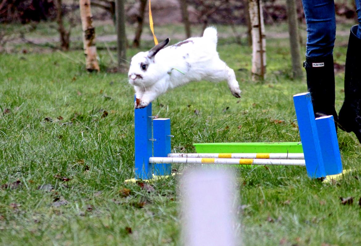 Kanin Winds Giyan billede 37