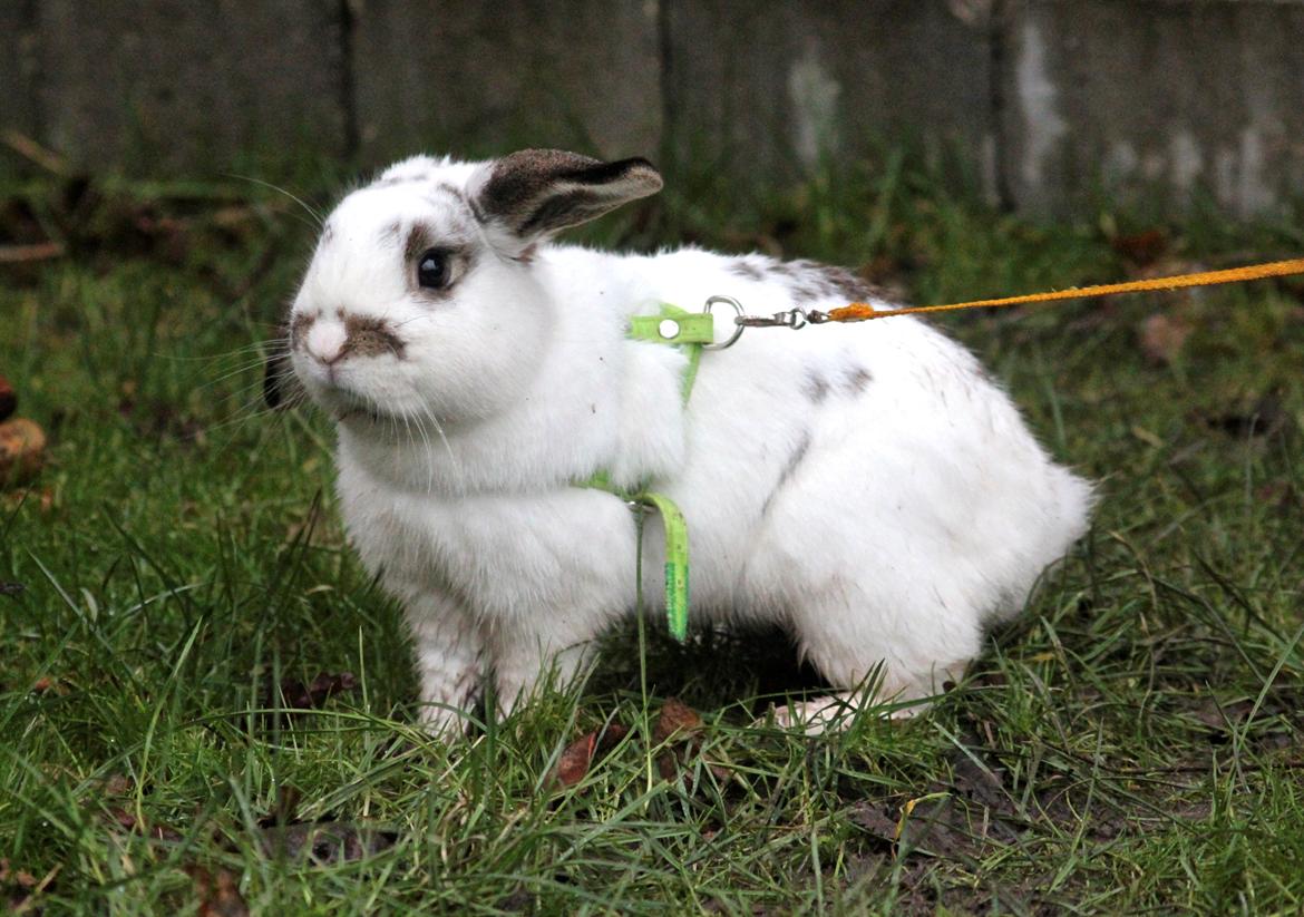 Kanin Winds Giyan billede 14