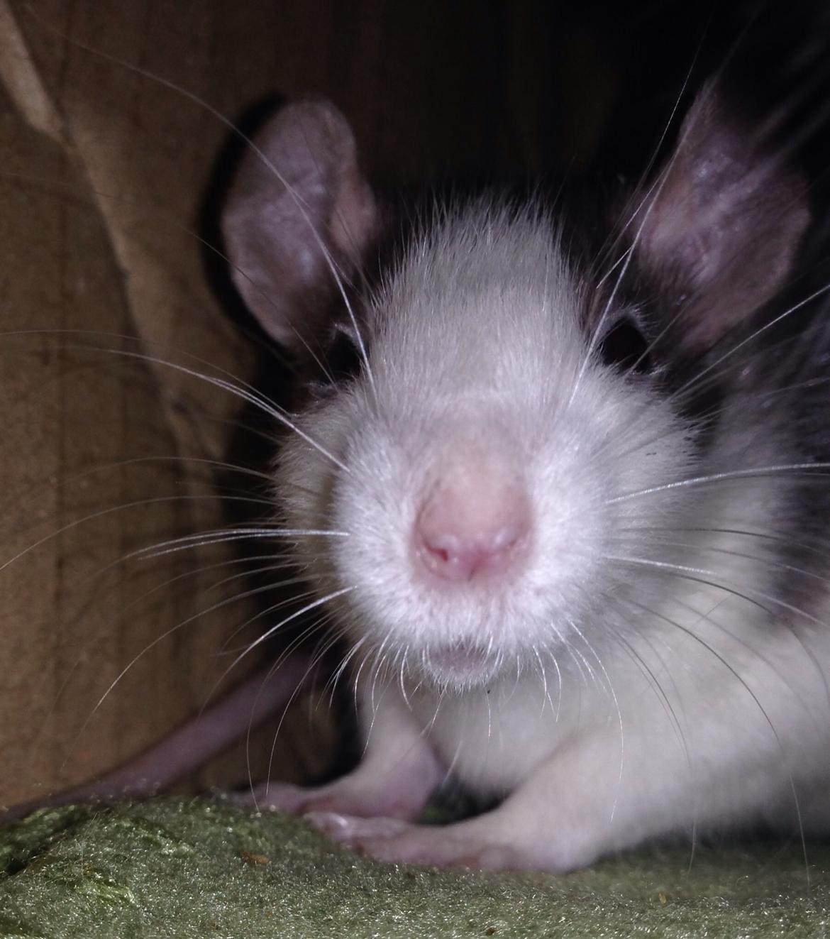 Tamrotte Lillebror billede 1