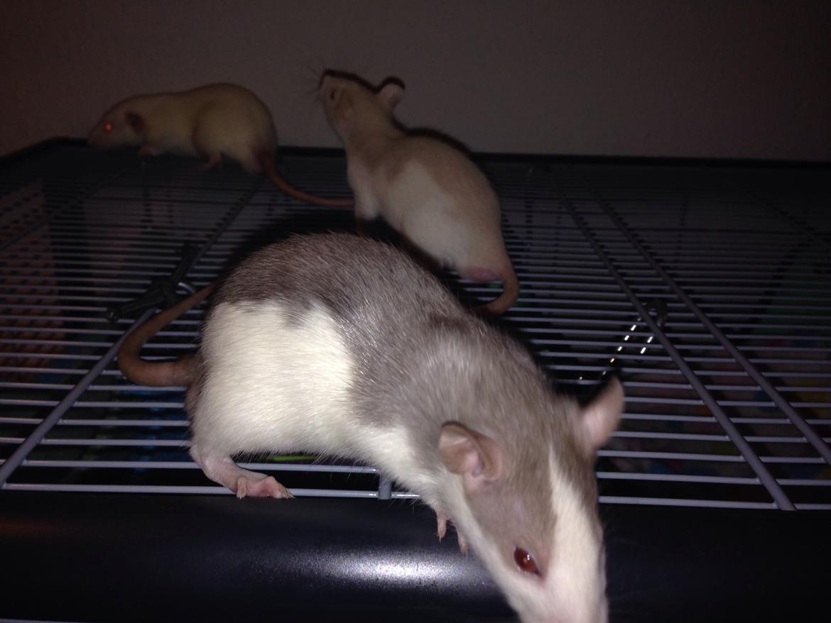 Tamrotte Lillebror billede 2