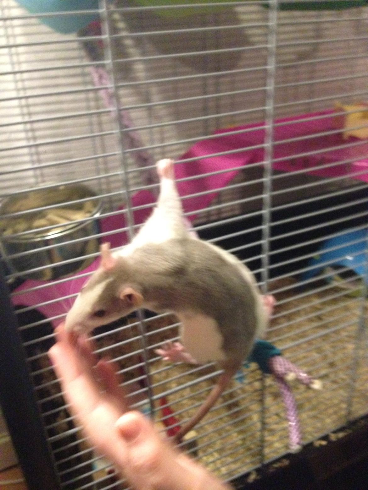 Tamrotte Lillebror billede 4